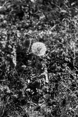 Taraxacum erythrospermum (kırmızı tohumlu karahindiba) siyah ve beyaz renkli bir karahindiba bitkisi türüdür.