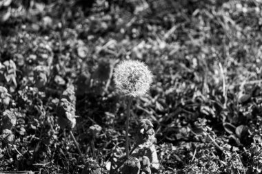 Taraxacum erythrospermum (kırmızı tohumlu karahindiba) siyah ve beyaz renkli bir karahindiba bitkisi türüdür.