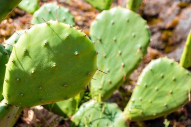 Dikenli armut kaktüsü (Opuntia) cladode yastıklarında dikenli dikenler
