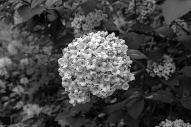 Viburnum tinus küçük çiçek başları, bitkisel büyümeyi, yemyeşil arka planda siyah ve beyaz