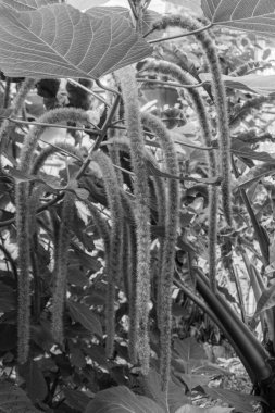 Chenille Bitkisi (Acalypha hispida), siyah ve beyaz renkli yumuşak tüylü bir çalılık.