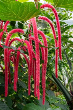Chenille Bitkisi (Acalypha hispida), kırmızı pembe renkte asılı yumuşak tüylü bir çalılık.