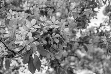 Japon çiçekli yaban elması (Malus floribunda) çiçekleri bahar zamanı siyah ve beyaz olarak çiçek açar