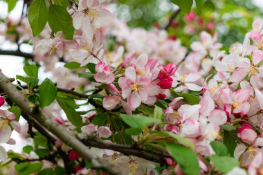 Japon çiçekli yaban elması (Malus floribunda) baharda çiçek açar.