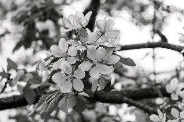 Japon çiçekli yaban elması (Malus floribunda) çiçekleri bahar zamanı siyah ve beyaz olarak çiçek açar