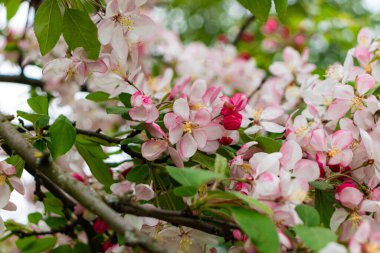 Japon çiçekli yaban elması (Malus floribunda) baharda çiçek açar.