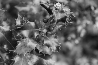 Holly (Ilex) Çiçek fabrikası genellikle Noel süslemeleri için kullanılır