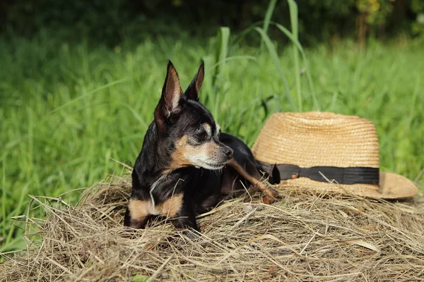 dog with a hat lying on a haystack