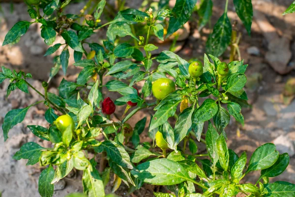 Green Clillies plant with green and red Capcicum