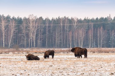 Sahada vahşi Avrupalı bizonlar, karla kaplı, manzara manzarası