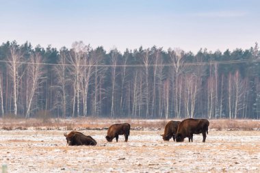 Sahada vahşi Avrupalı bizonlar, karla kaplı, manzara manzarası