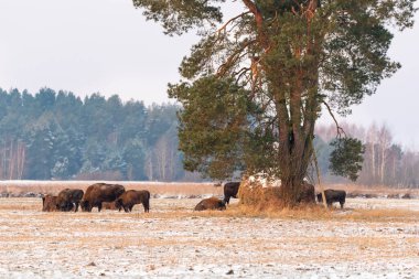 Sahada vahşi Avrupalı bizonlar, karla kaplı, manzara manzarası