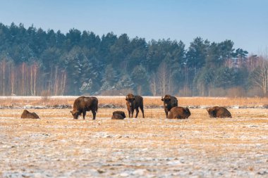 Sahada vahşi Avrupalı bizonlar, karla kaplı, manzara manzarası