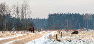Tarladaki vahşi Avrupalı bizonlar karla kaplı, manzara panorası