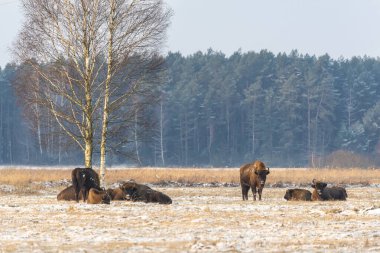 Sahada vahşi Avrupalı bizonlar, karla kaplı, manzara manzarası