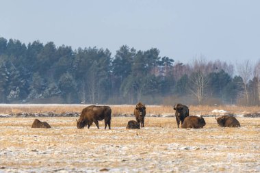 Sahada vahşi Avrupalı bizonlar, karla kaplı, manzara manzarası