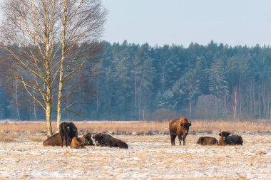 Sahada vahşi Avrupalı bizonlar, karla kaplı, manzara manzarası