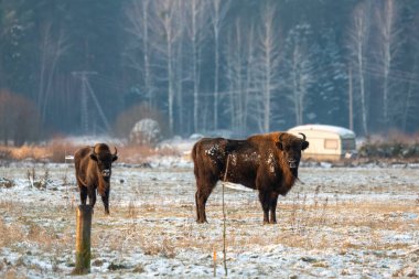 Sahada vahşi Avrupalı bizonlar, karla kaplı, manzara manzarası