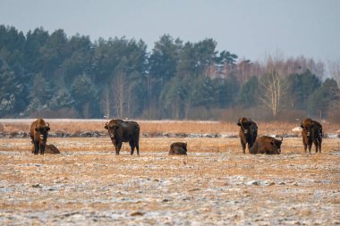 Sahada vahşi Avrupalı bizonlar, karla kaplı, manzara manzarası