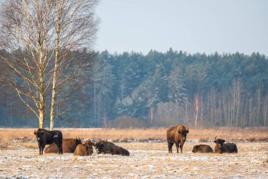 Sahada vahşi Avrupalı bizonlar, karla kaplı, manzara manzarası