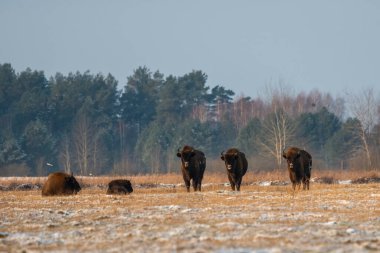Sahada vahşi Avrupalı bizonlar, karla kaplı, manzara manzarası