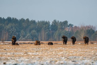 Sahada vahşi Avrupalı bizonlar, karla kaplı, manzara manzarası