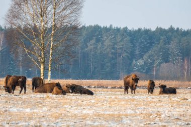 Sahada vahşi Avrupalı bizonlar, karla kaplı, manzara manzarası