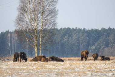 Sahada vahşi Avrupalı bizonlar, karla kaplı, manzara manzarası