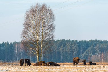 Sahada vahşi Avrupalı bizonlar, karla kaplı, manzara manzarası