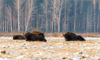 Sahada vahşi Avrupalı bizonlar, karla kaplı, manzara manzarası