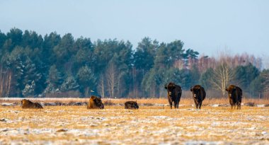Sahada vahşi Avrupalı bizonlar, karla kaplı, manzara manzarası