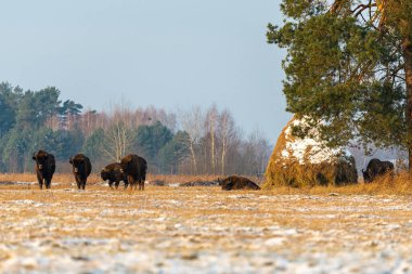 Sahada vahşi Avrupalı bizonlar, karla kaplı, manzara manzarası