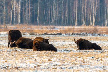 Sahada vahşi Avrupalı bizonlar, karla kaplı, manzara manzarası