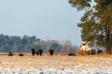 Sahada vahşi Avrupalı bizonlar, karla kaplı, manzara manzarası