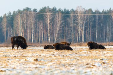 Sahada vahşi Avrupalı bizonlar, karla kaplı, manzara manzarası