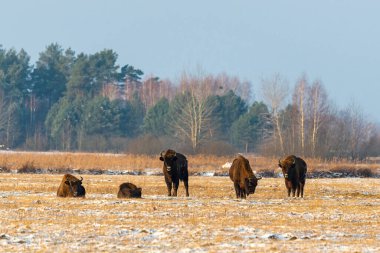 Sahada vahşi Avrupalı bizonlar, karla kaplı, manzara manzarası