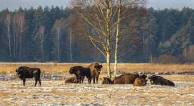 Sahada vahşi Avrupalı bizonlar, karla kaplı, manzara manzarası