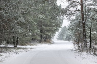 Kış ormanı, karla kaplı ağaçlar, Podlasie Polonya