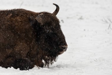 Bison Bialowieski Ulusal Parkı, Hayvanat Bahçesi, Avrupa Bizonu