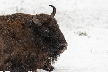 Bison Bialowieski Ulusal Parkı, Hayvanat Bahçesi, Avrupa Bizonu