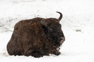 Bison Bialowieski Ulusal Parkı, Hayvanat Bahçesi, Avrupa Bizonu