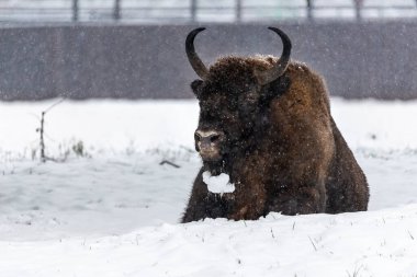 Bison Bialowieski Ulusal Parkı, Hayvanat Bahçesi, Avrupa Bizonu