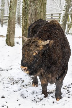 Zubron (bizon ve sığırların melezi) bir Avrupa Bizon Show R 'de