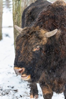 Zubron (bizon ve sığırların melezi) bir Avrupa Bizon Show R 'de
