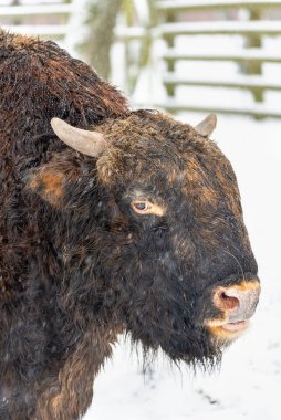 Zubron (bizon ve sığırların melezi) bir Avrupa Bizon Show R 'de