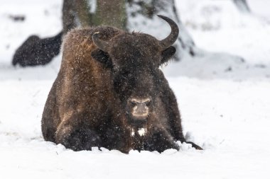 Bison Bialowieski Ulusal Parkı, Hayvanat Bahçesi, Avrupa Bizonu