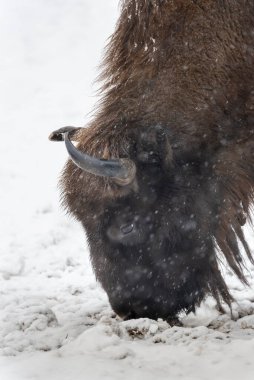 Bison Bialowieski Ulusal Parkı, Hayvanat Bahçesi, Avrupa Bizonu