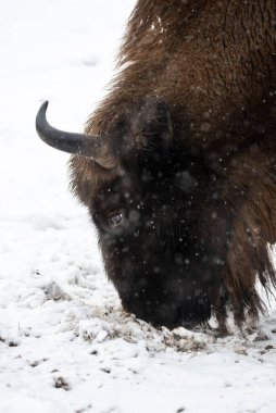 Bison Bialowieski Ulusal Parkı, Hayvanat Bahçesi, Avrupa Bizonu