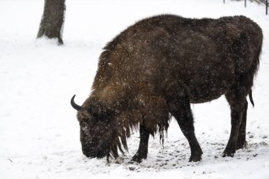 Bison Bialowieski Ulusal Parkı, Hayvanat Bahçesi, Avrupa Bizonu
