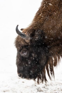 Bison Bialowieski Ulusal Parkı, Hayvanat Bahçesi, Avrupa Bizonu